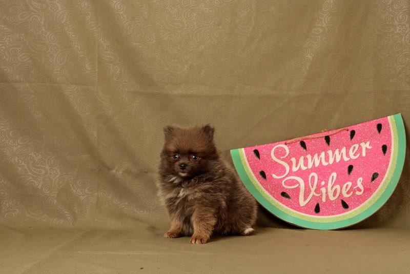 puppy, for, sale, Pomeranian, Matthew B. Stoltzfus, dog, breeder, Gap, PA, dog-breeder, puppy-for-sale, forsale, nearby, find, puppyfind, locator, puppylocator, aca